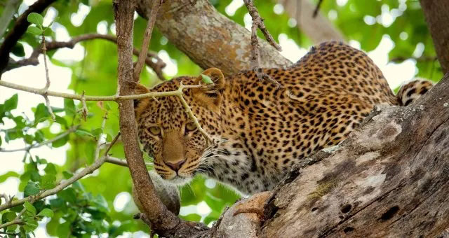 管中窺豹，可見一斑