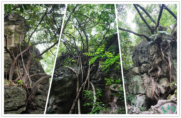 多彩貴州，魅力天下，2021年廣東博皓快樂(lè)貴州行-3