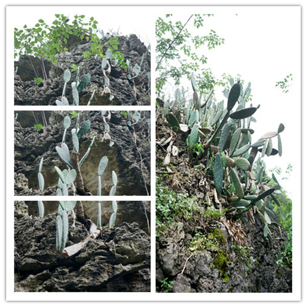 多彩貴州，魅力天下，2021年廣東博皓快樂(lè)貴州行-4