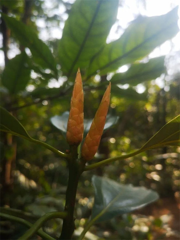 廣東博皓 博行天下丨虎年第一爬，挑戰(zhàn)從化老虎頭   -3