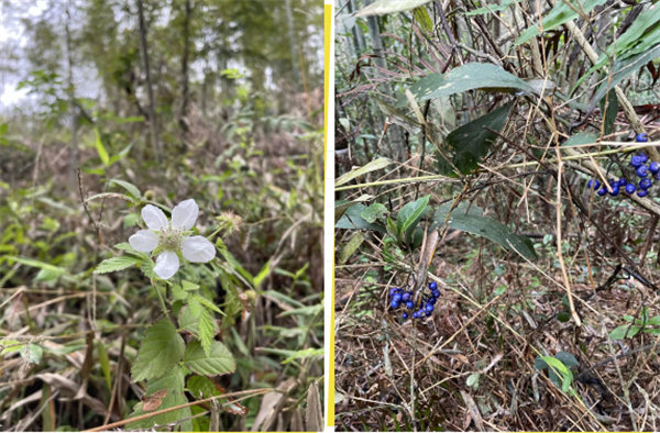 凝心聚力再出發(fā)，風(fēng)雨同舟赴星溪！--廣東博皓2024龍年首登星溪之旅     -5