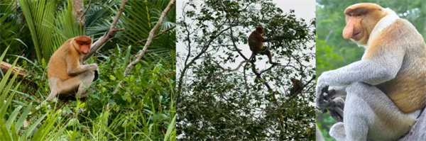 暢游碧海藍天，共筑團隊夢想—博皓沙巴風情之旅        -3