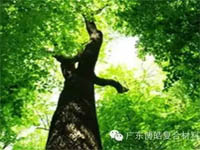 【博皓感悟】欲為大樹，莫與草爭