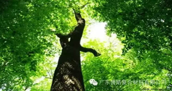 【博皓感悟】欲為大樹，莫與草爭-1