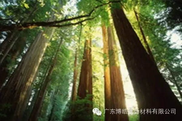 【博皓感悟】欲為大樹，莫與草爭-2