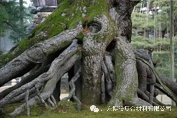 【博皓感悟】欲為大樹，莫與草爭-5