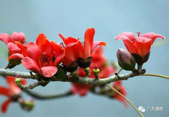 正值人間四月天，博皓2017年一季度會議拉開了序幕